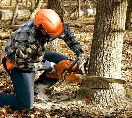 Tree Removal in Herbster, WI